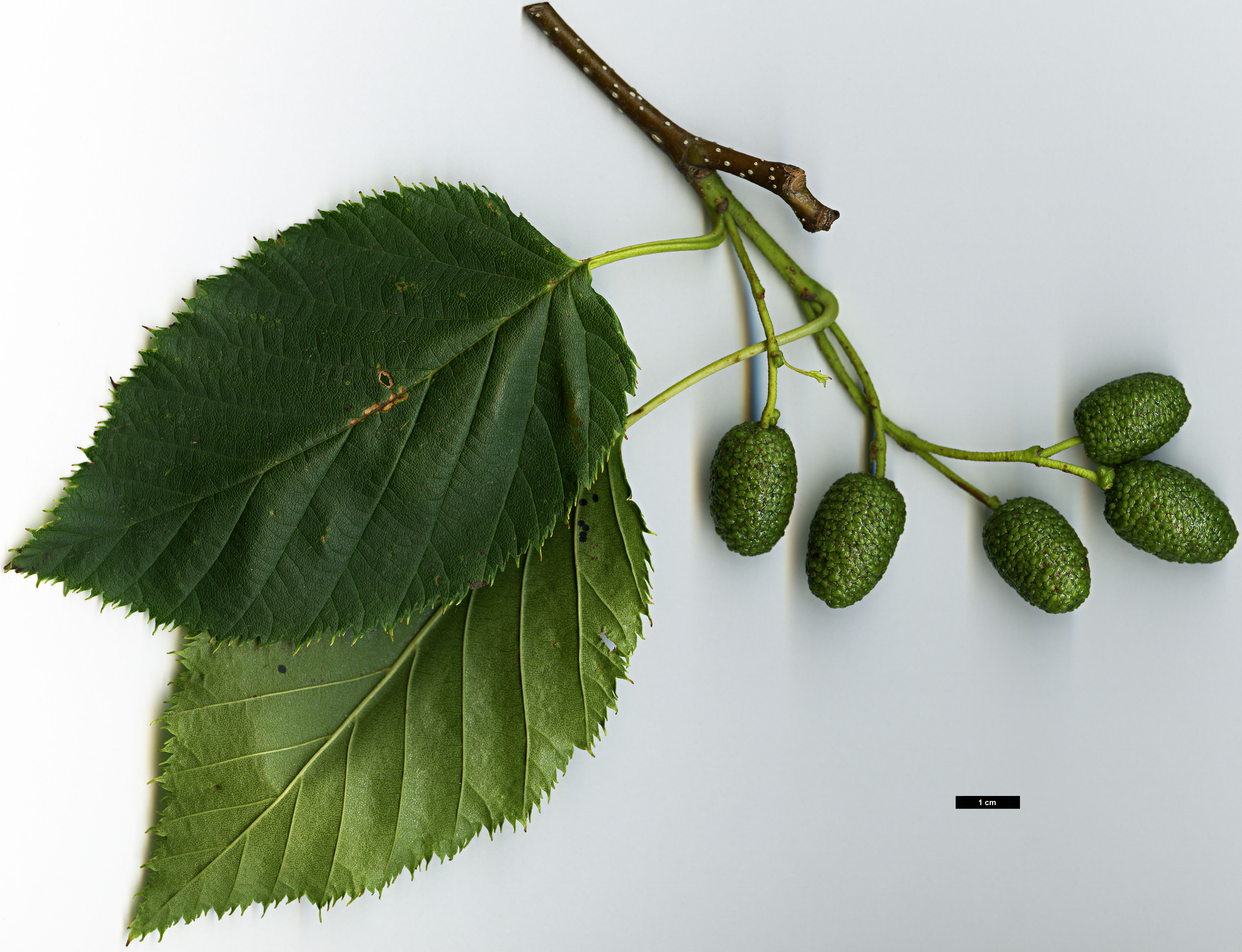 High resolution image: Family: Betulaceae - Genus: Alnus - Taxon: aff. maximowiczii